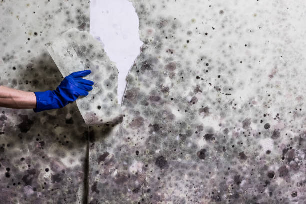 Best Insurance-Related Mold Remediation in Brentwood, PA