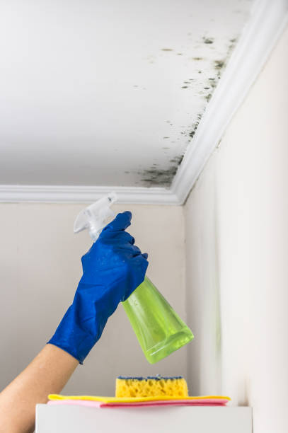 Best Basement Mold Remediation in Brentwood, PA